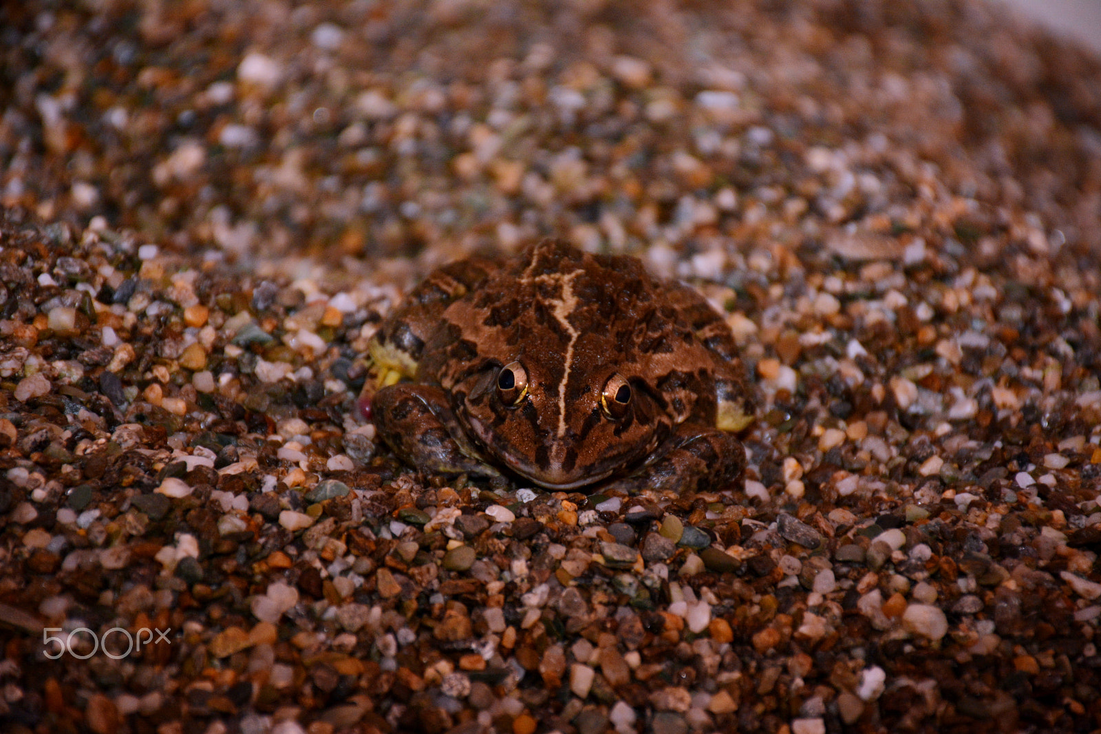 Nikon D7100 sample photo. Frog photography