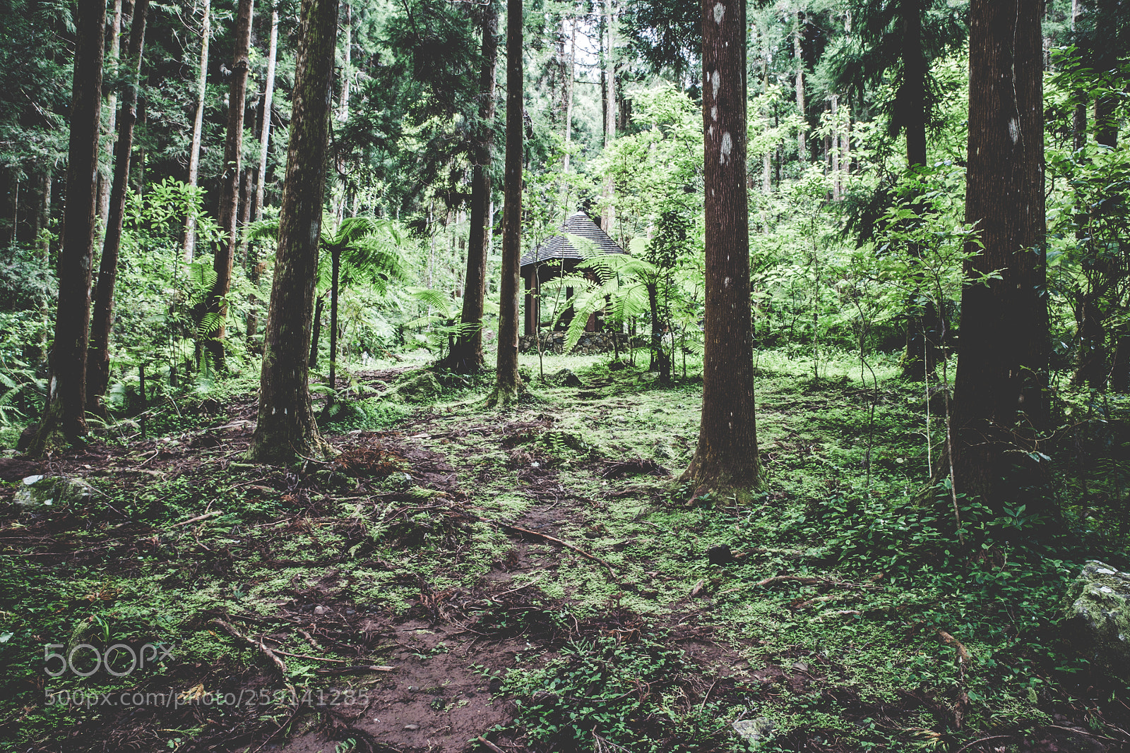 Canon EOS 6D sample photo. Jungle photography