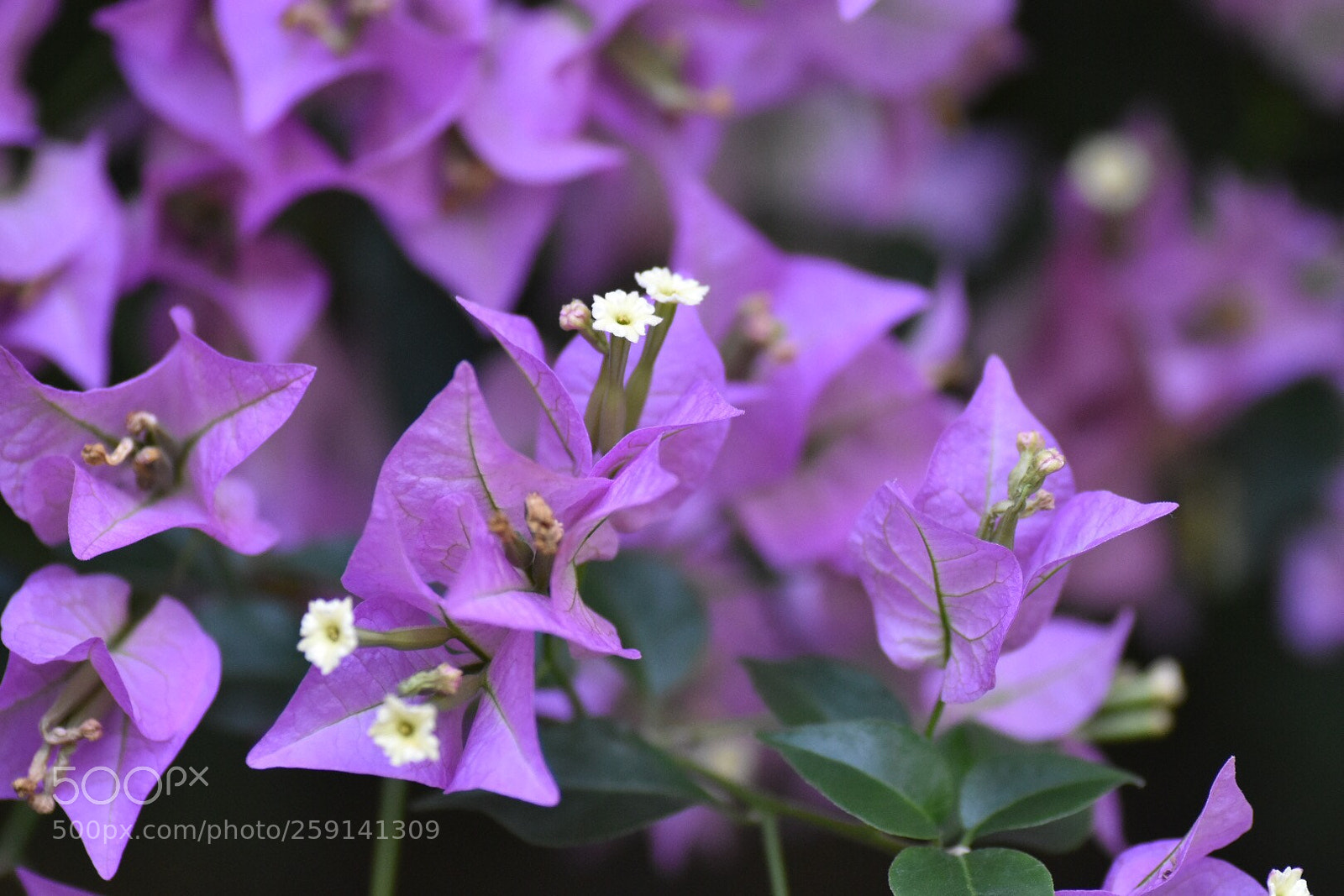 Nikon D7200 sample photo. 
flowers and leaves photography