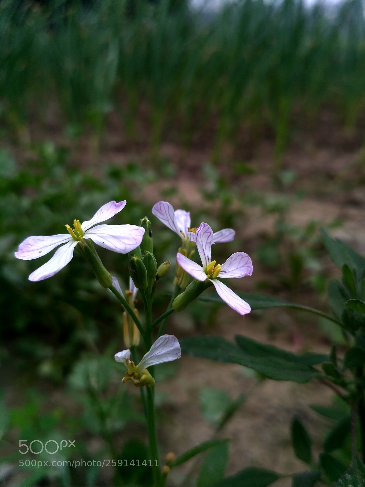 Xiaomi Redmi 3S sample photo. 9.jpg photography