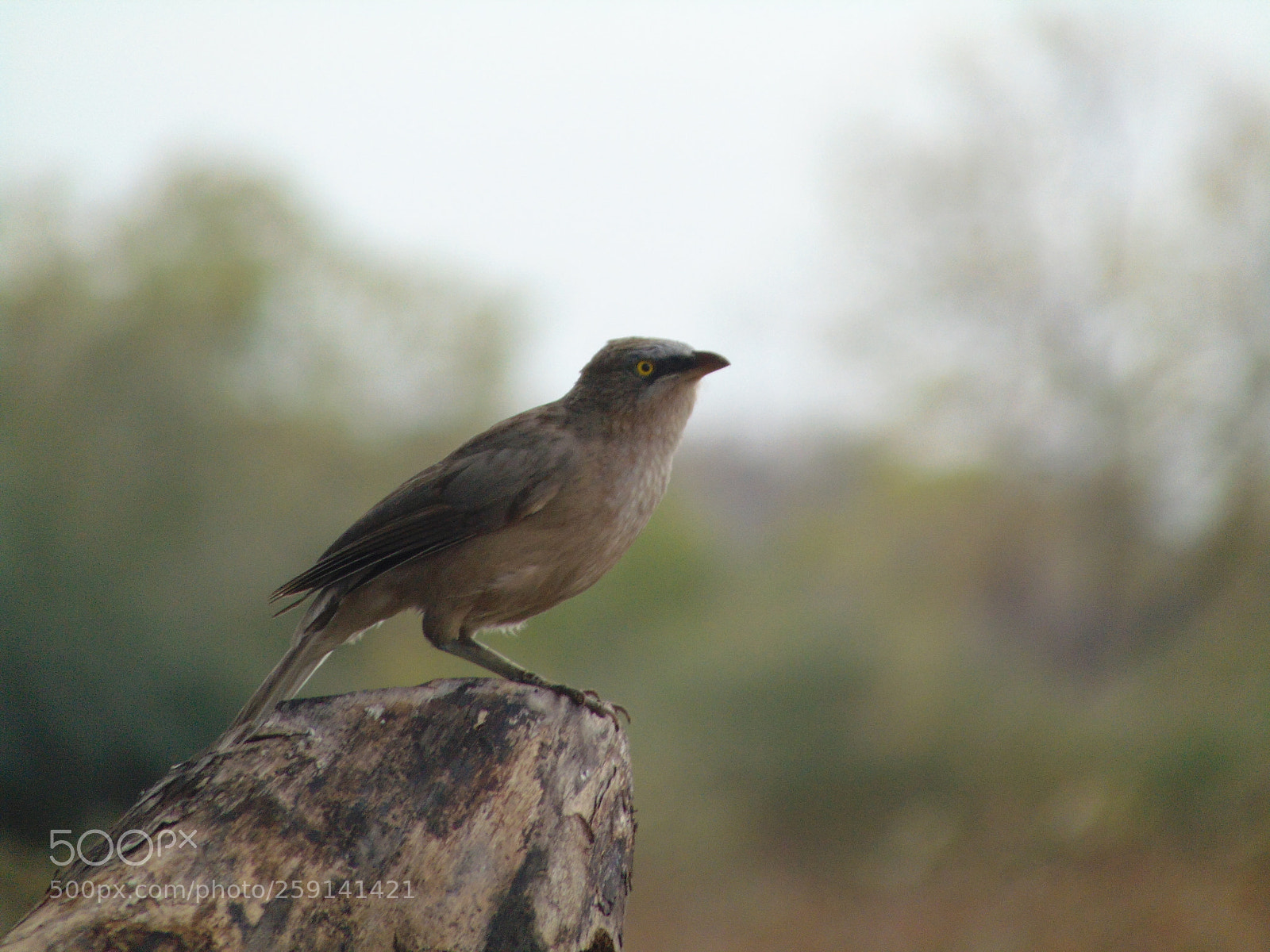 Sony Cyber-shot DSC-H300 sample photo. Beauty of gir photography