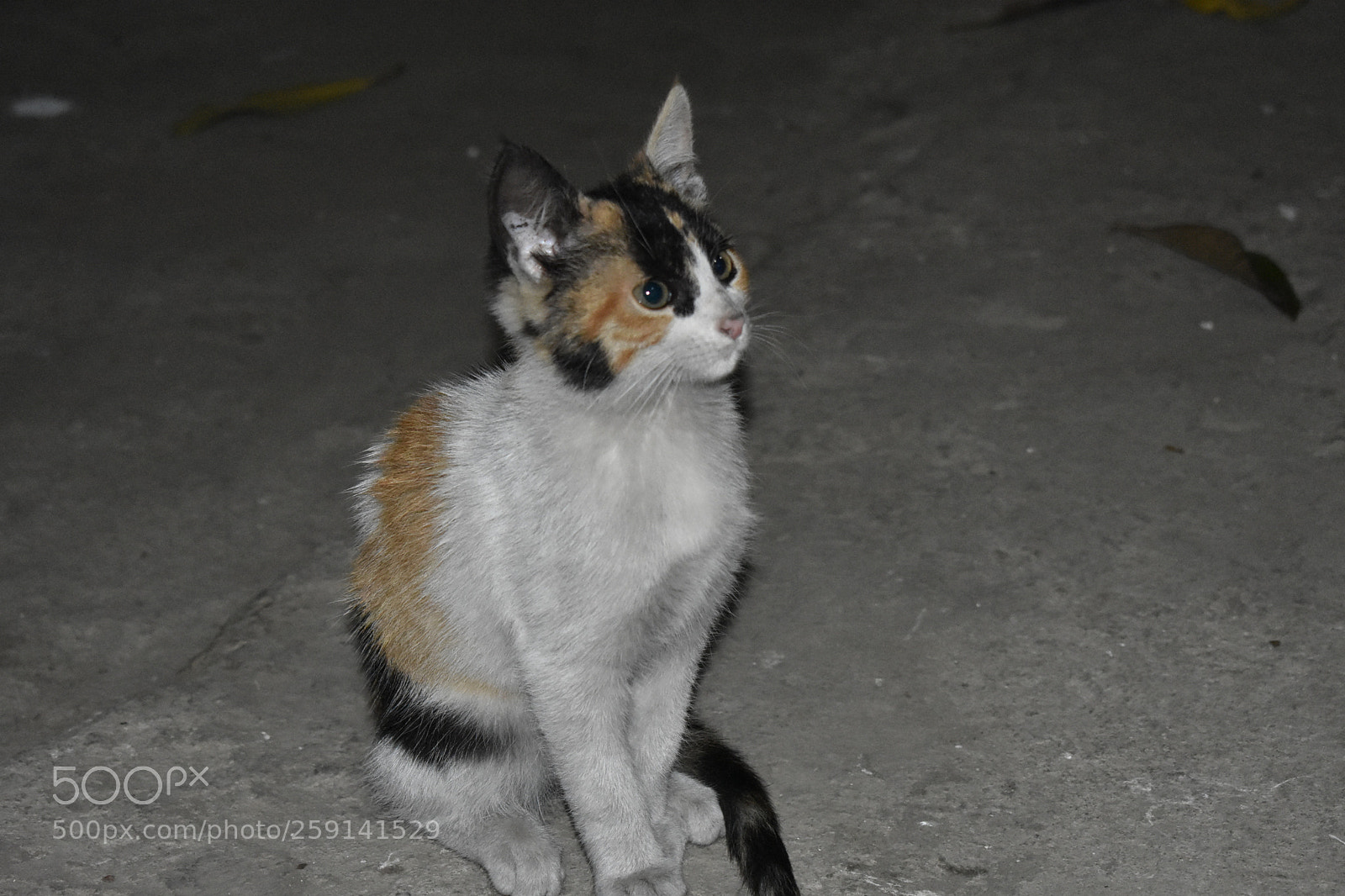 Nikon D3400 sample photo. Untitled photography
