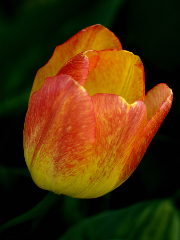 Nikon D3200 + Nikon AF-S Nikkor 50mm F1.8G sample photo. Tulip photography