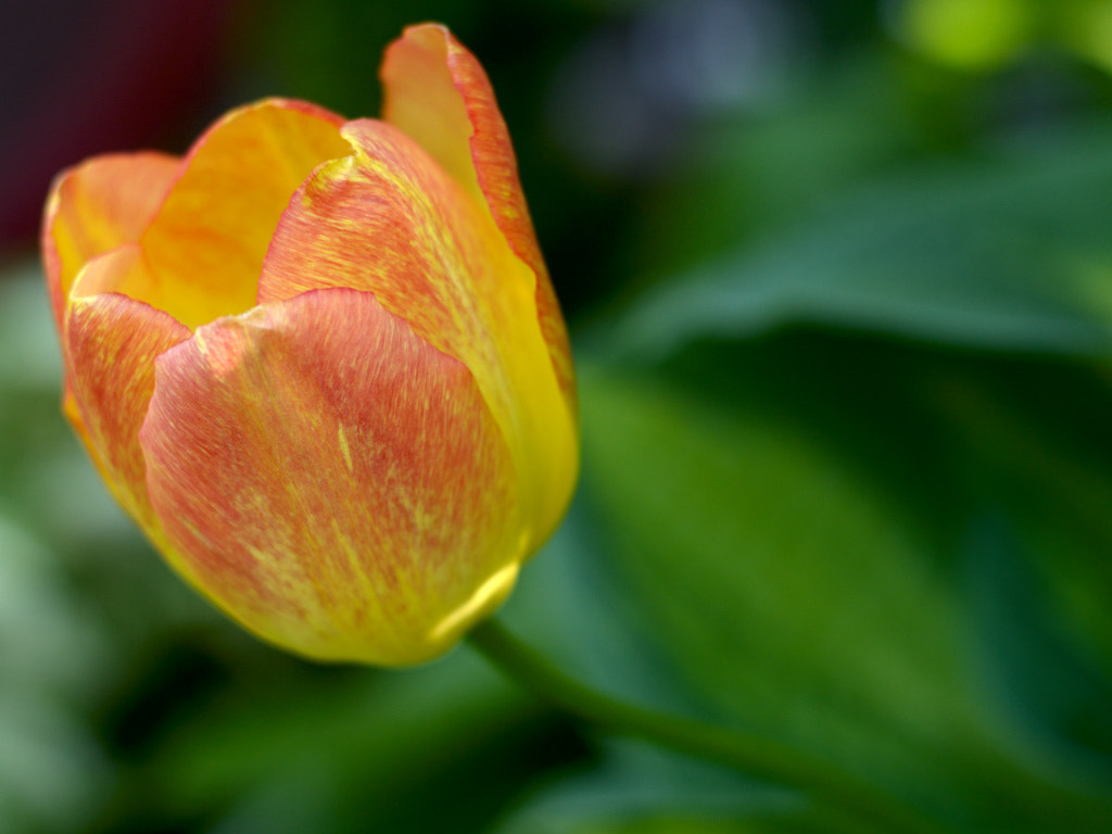Nikon D3200 + Nikon AF-S Nikkor 50mm F1.8G sample photo. Tulip photography