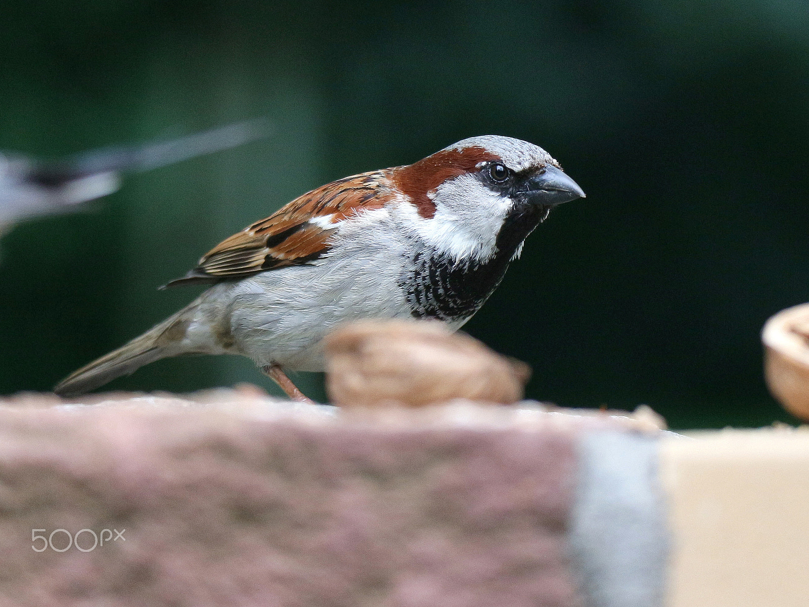 Canon EOS M10 sample photo. Sparrow looks angry photography