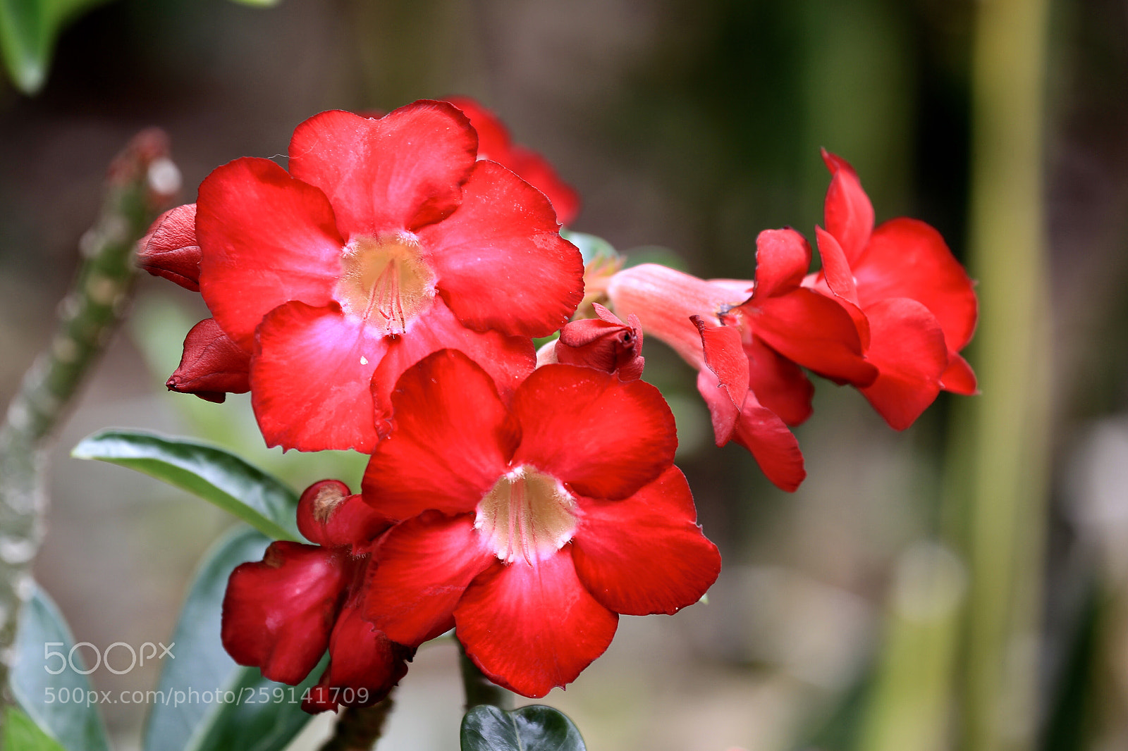 Canon EOS-1D Mark IV sample photo. Untitled photography