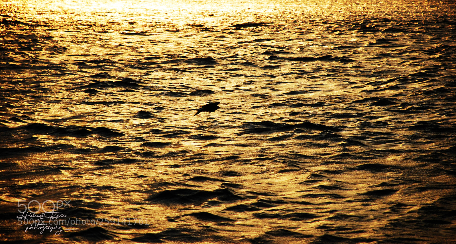 Nikon D80 sample photo. Gold sea photography