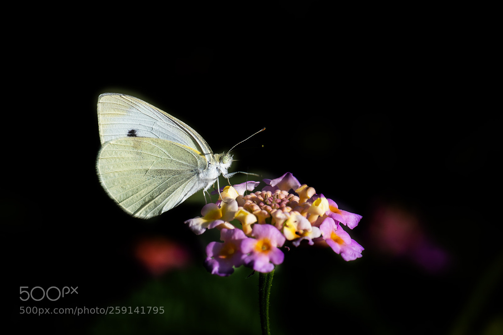 Nikon D810 sample photo. Macro... photography