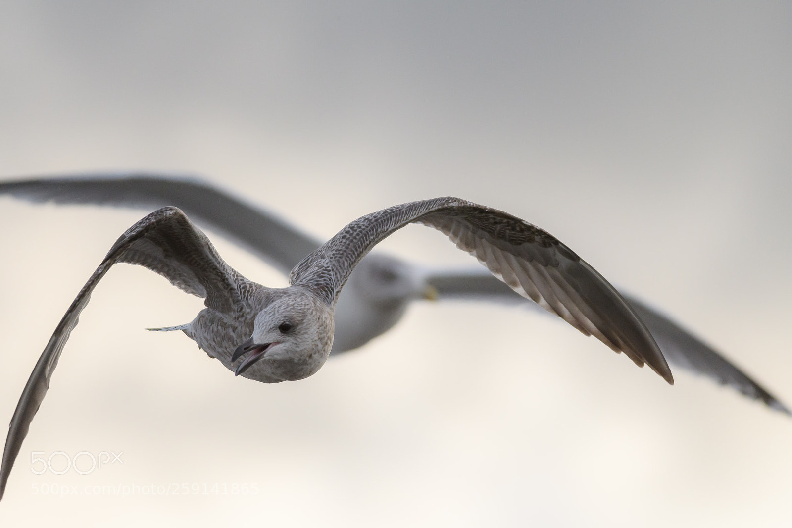 Nikon D500 sample photo. Young gulls on the photography