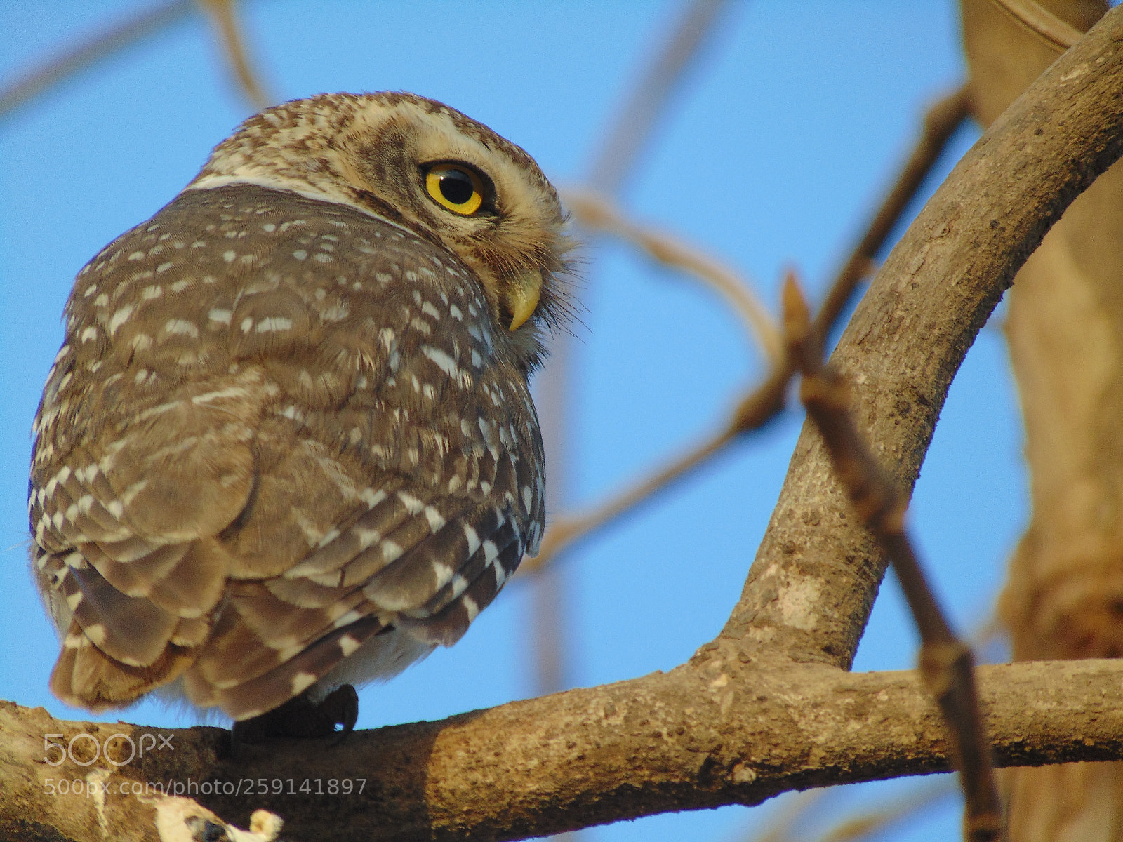 Sony Cyber-shot DSC-H300 sample photo. Beauty of gir photography