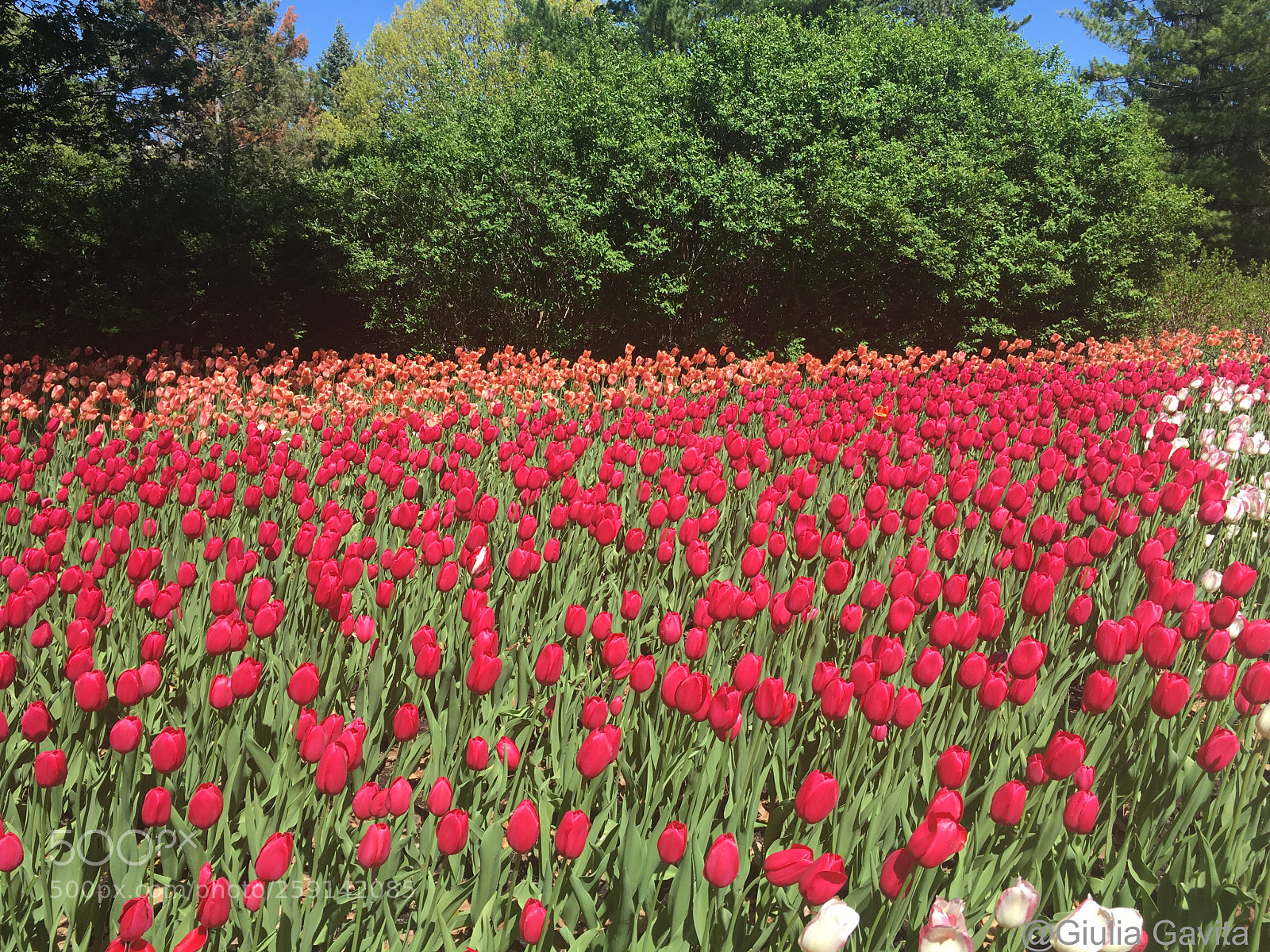 Apple iPhone 6s sample photo. Tulips photography