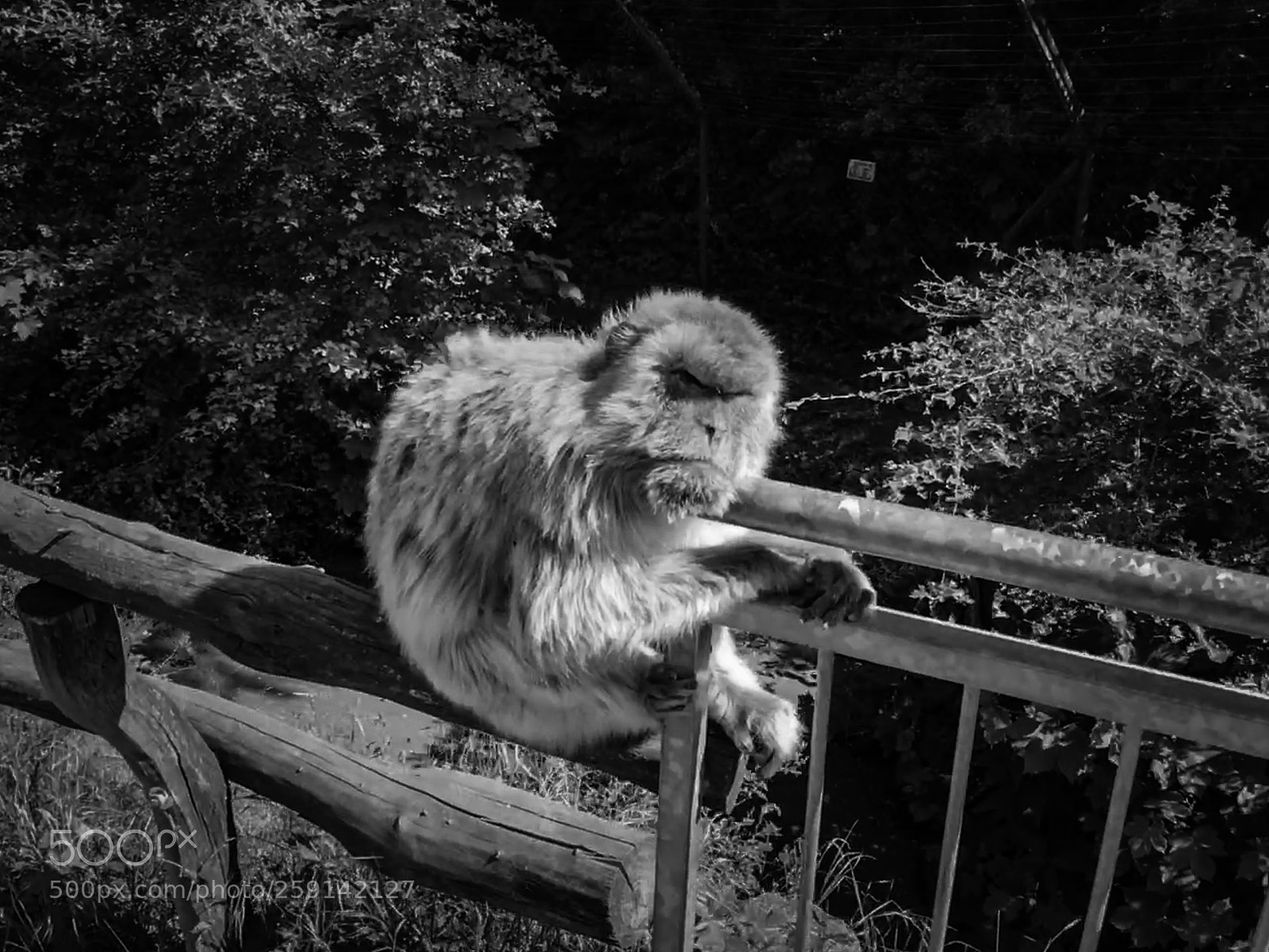 Apple iPhone 6s sample photo. Barbary macaque photography