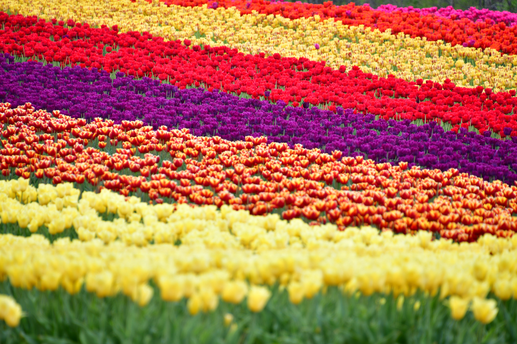 Nikon D7500 sample photo. Colorful riban  photography