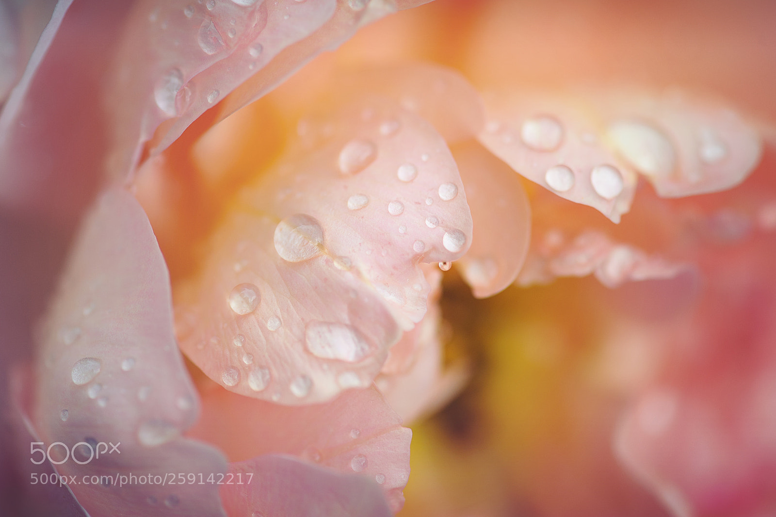 Nikon D700 sample photo. Drops on rose petals photography