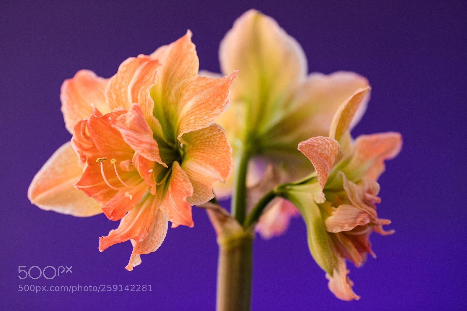 Canon EOS 6D Mark II sample photo. Flower still life photography