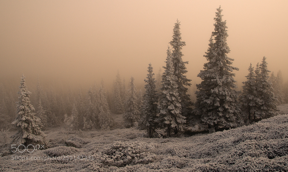 Nikon D300 sample photo. Frost photography