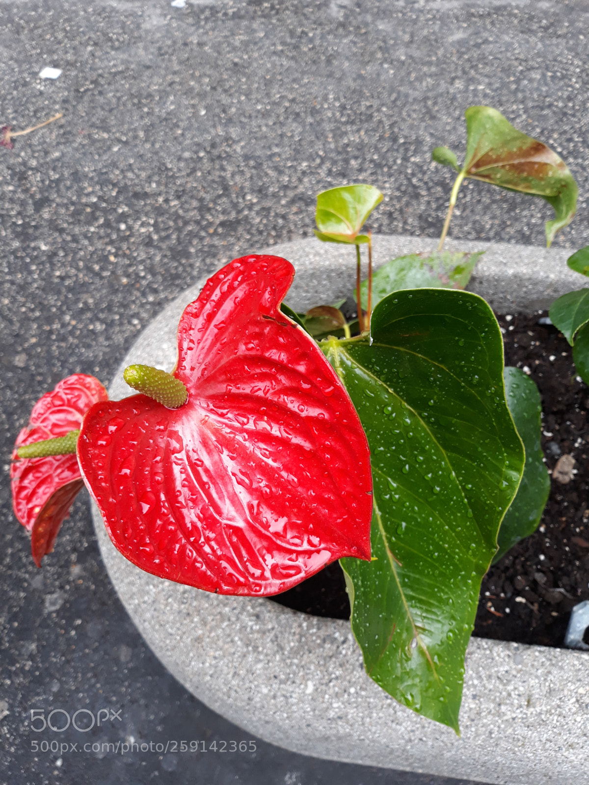 Samsung Galaxy J5 sample photo. Untitled photography