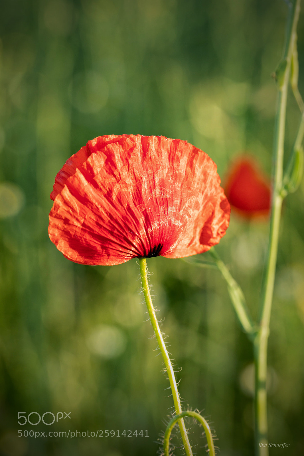 Canon EOS 5D Mark IV sample photo. Allein am feldrand photography
