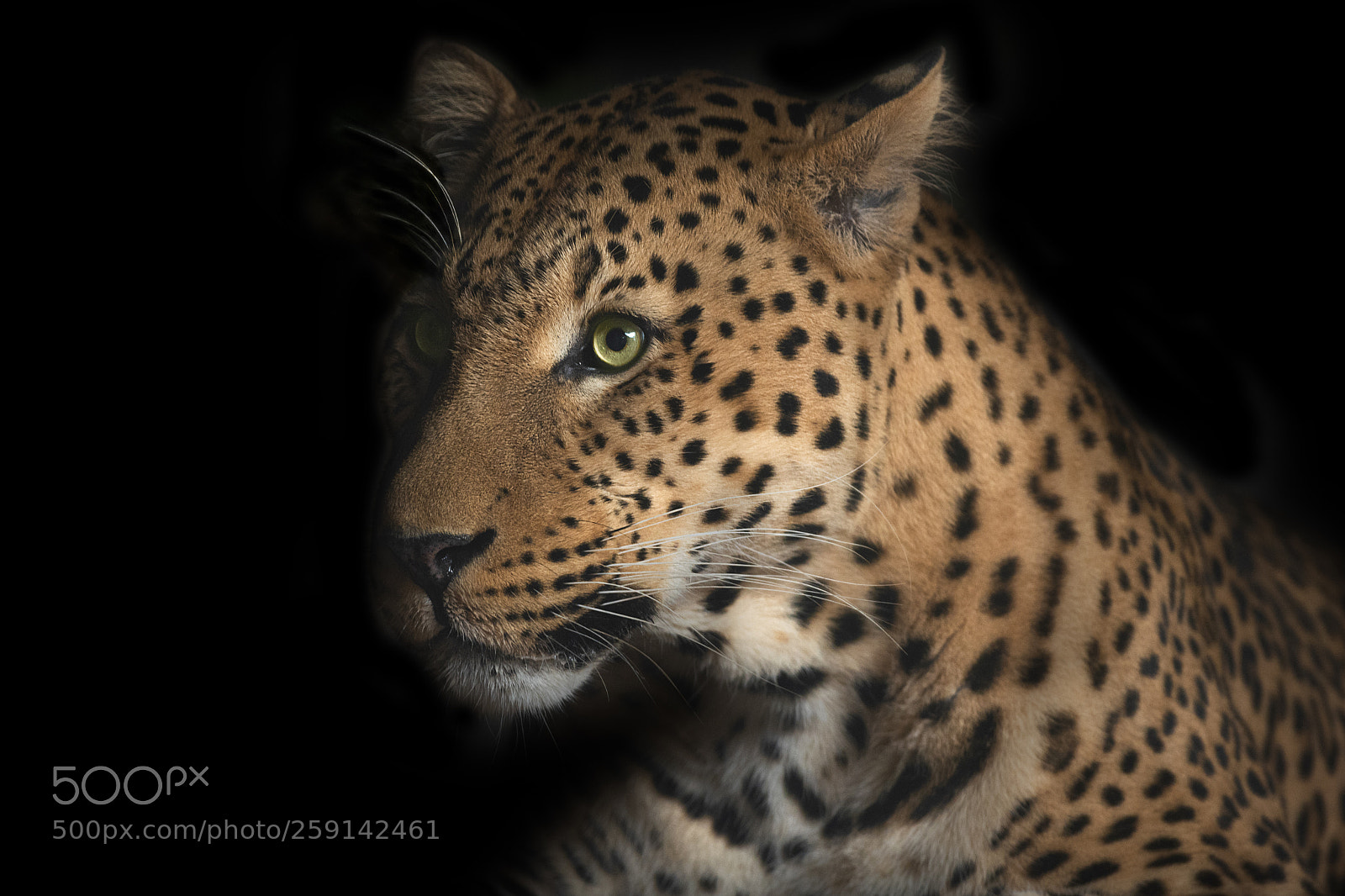 Nikon D750 sample photo. Leopard portrait photography