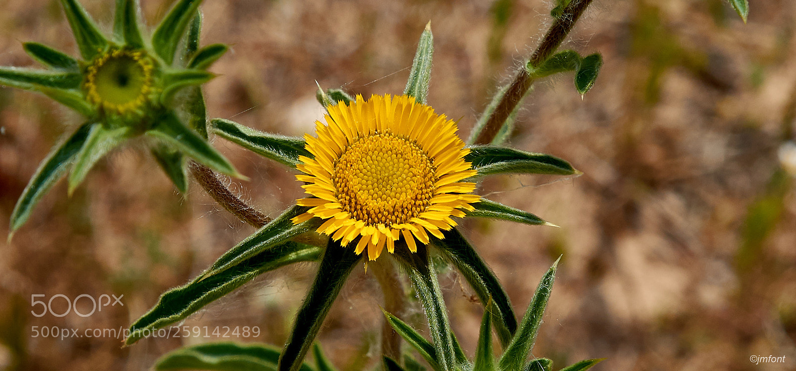Nikon D7200 sample photo. Flors photography