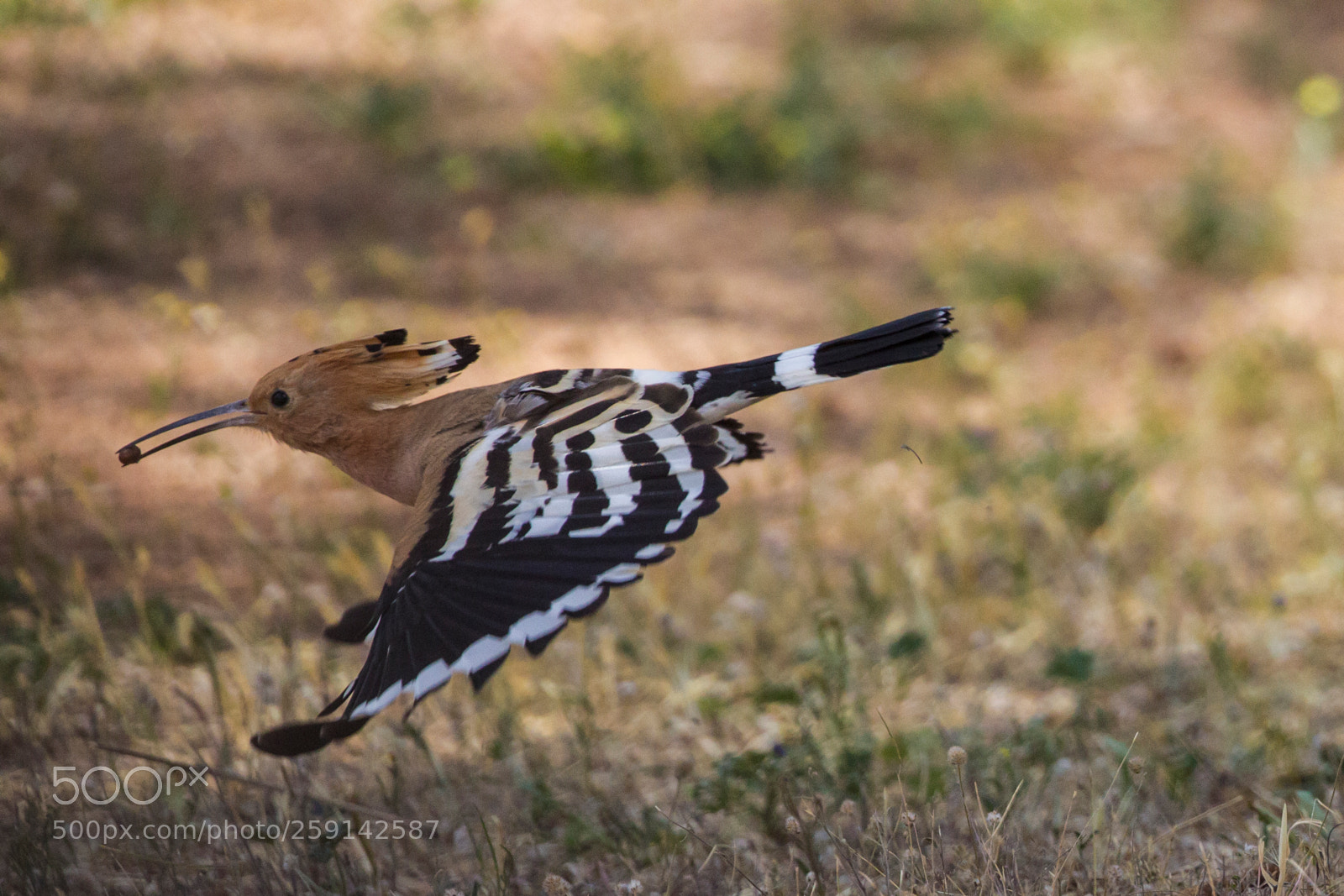 Canon EOS-1D Mark IV sample photo. Flying to the nest photography