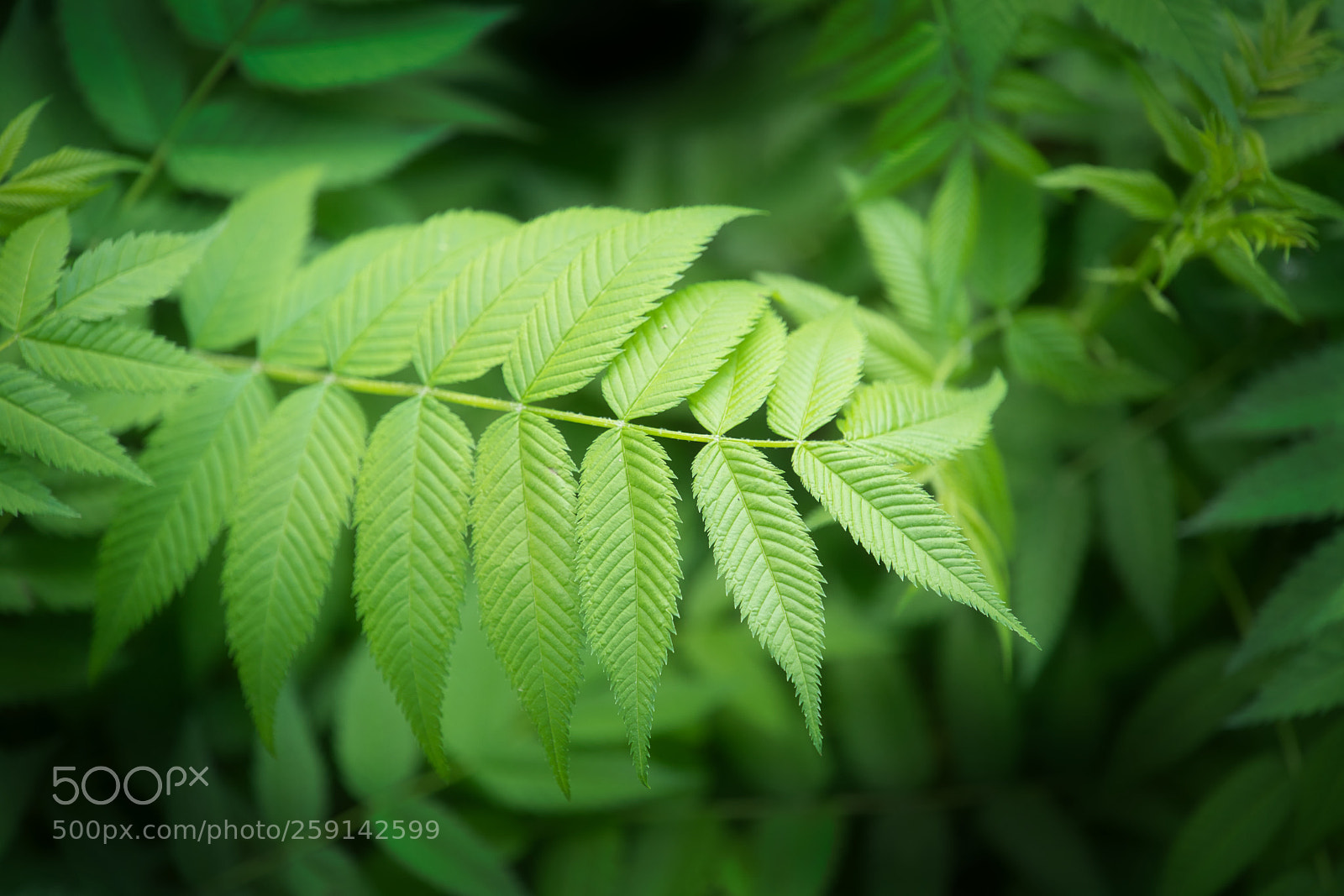 Sony a7R II sample photo. 3d greens photography