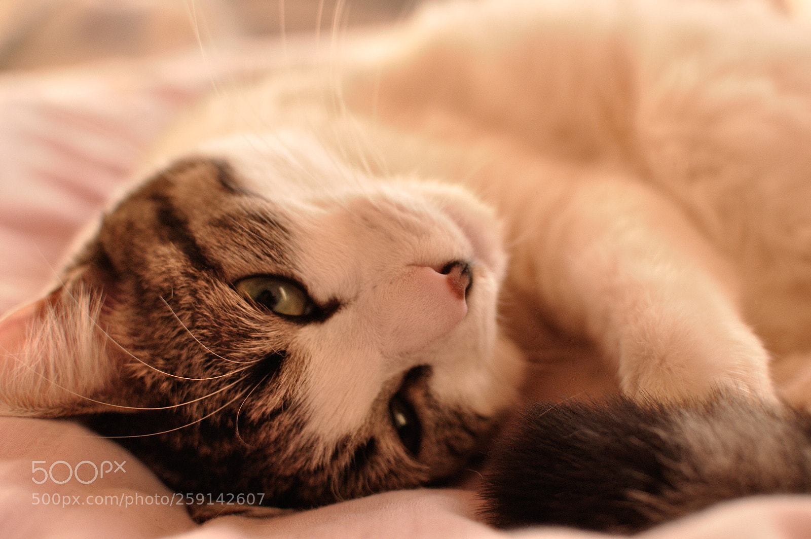 Nikon D90 sample photo. Sleepy... photography