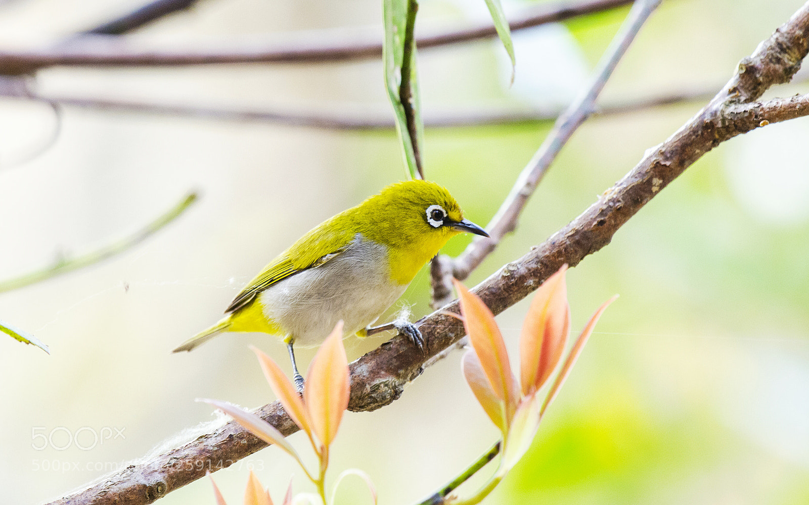 Nikon D5100 sample photo. Oriental white eye photography