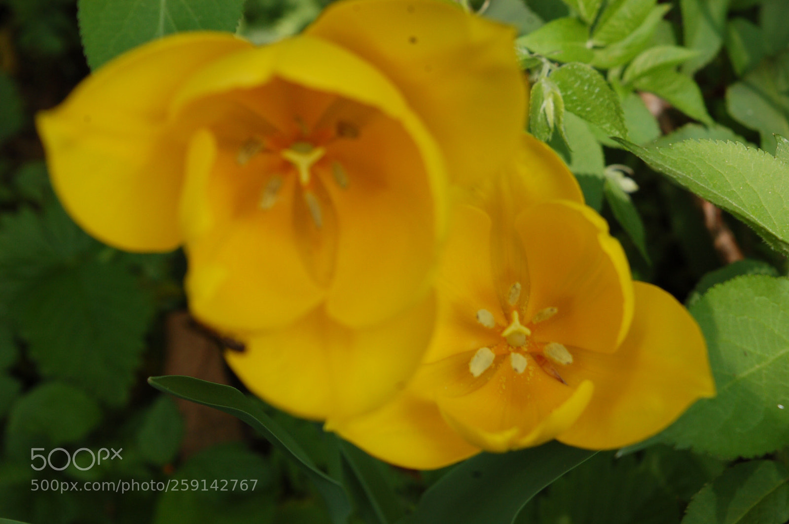 Nikon D50 sample photo. The power of colors  photography
