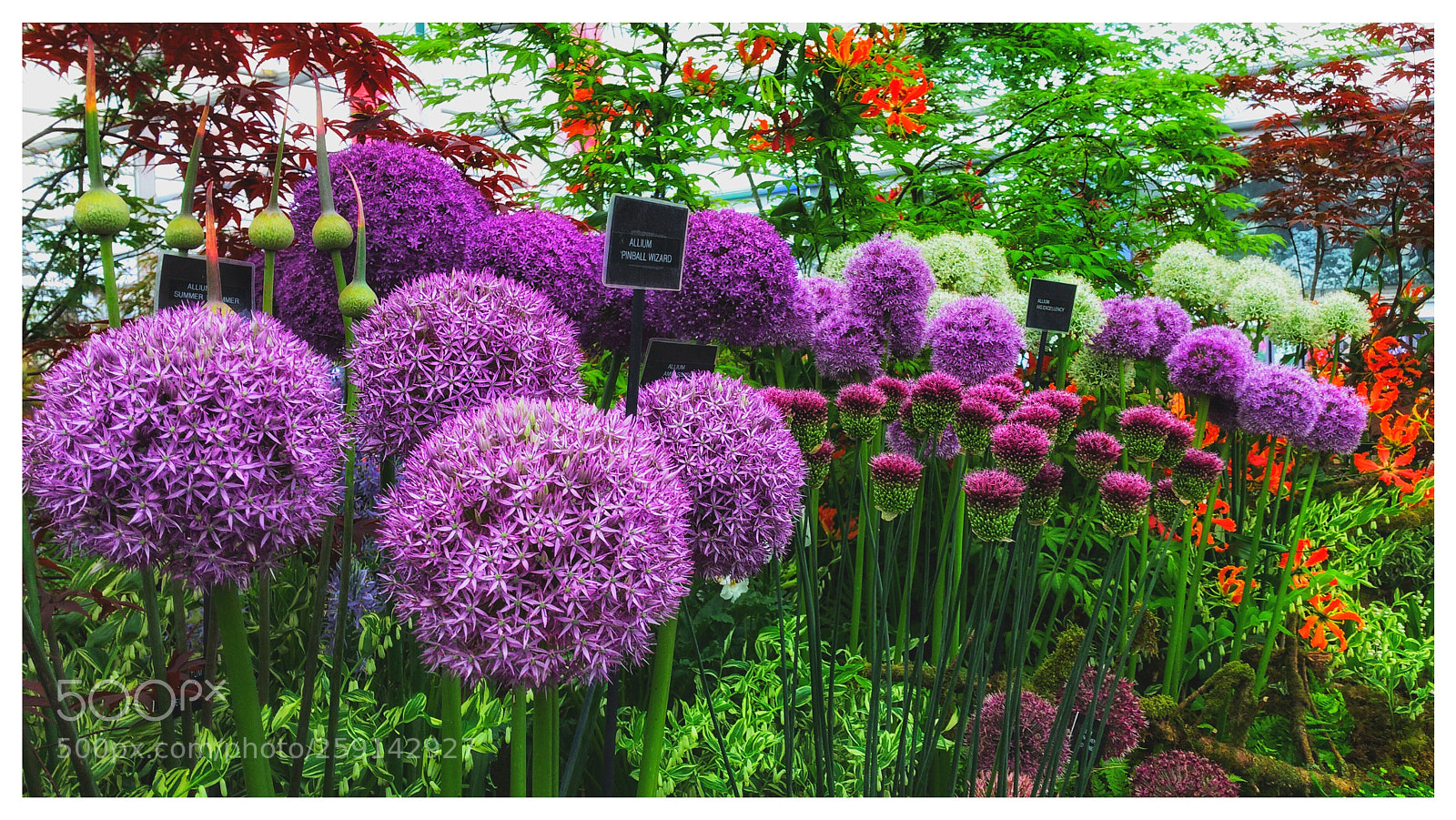 Apple iPhone 7 sample photo. Chelsea flower show 2018 photography