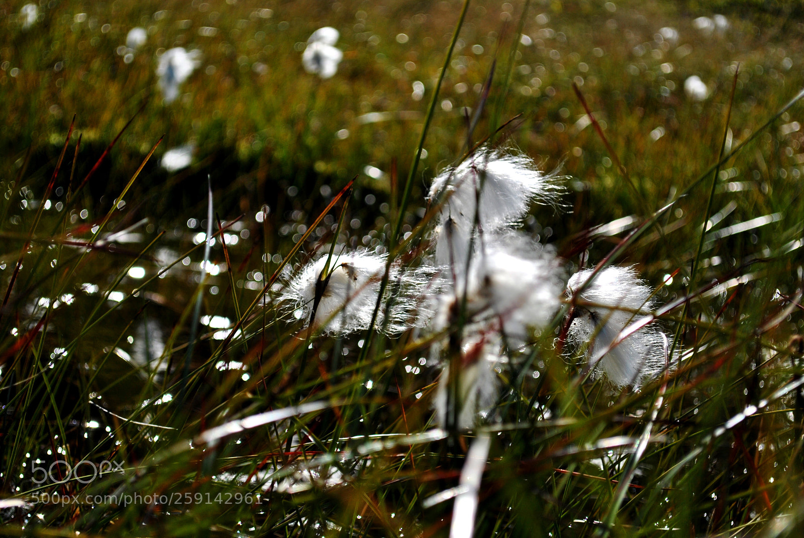 Nikon D3000 sample photo. Untitled photography
