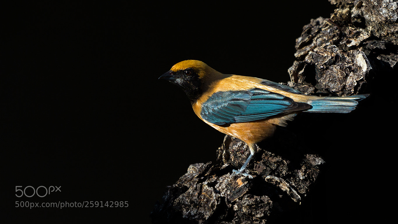 Canon EOS 60D sample photo. Burnished-buff tanager photography