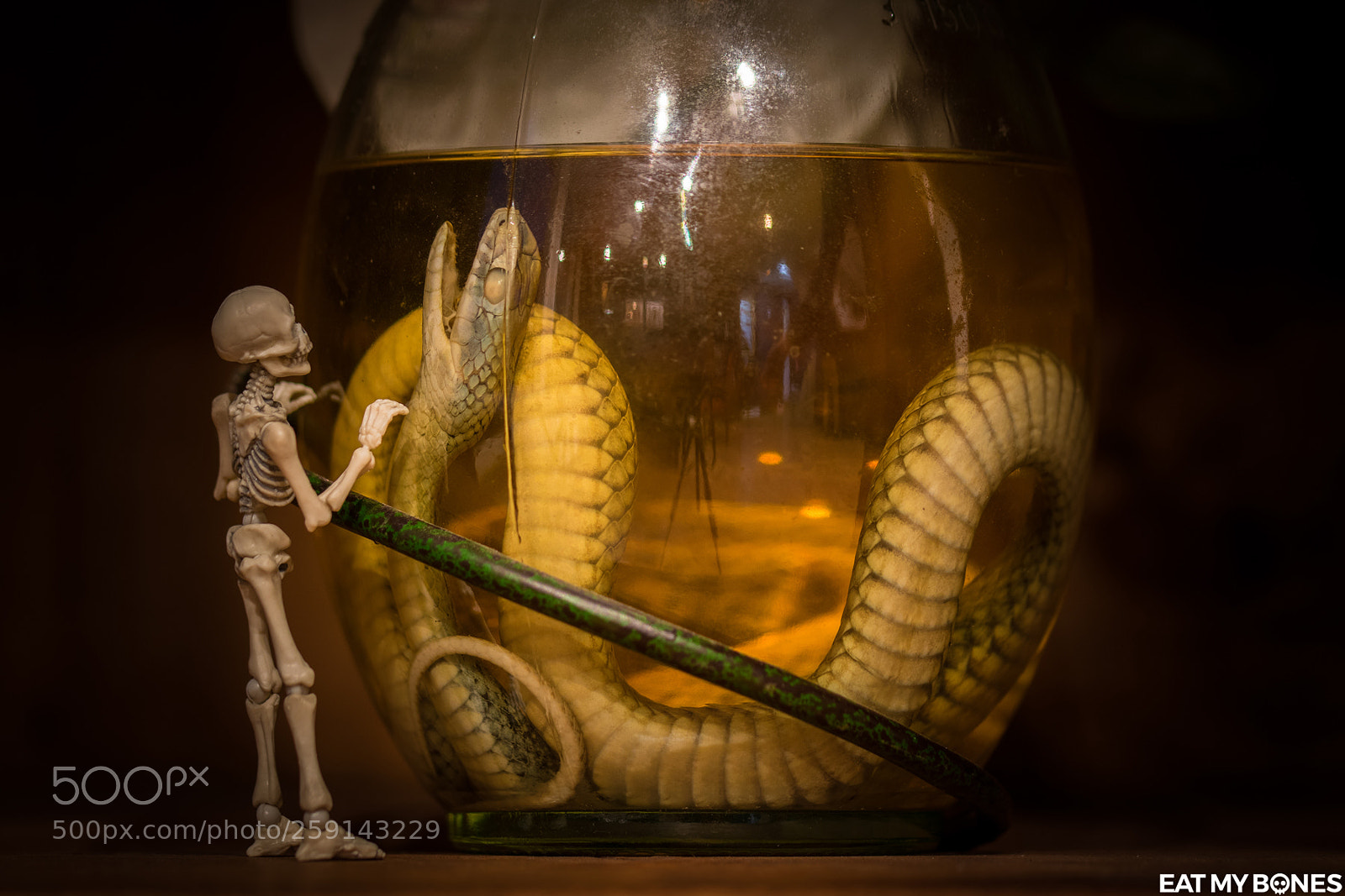 Nikon D5300 sample photo. A snake in a photography