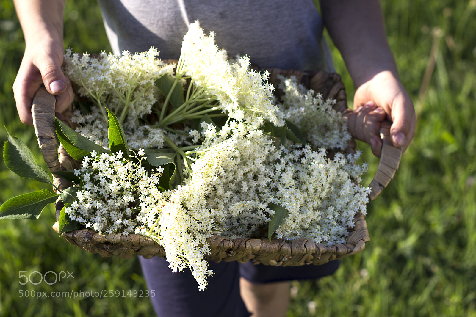 Canon EOS 600D (Rebel EOS T3i / EOS Kiss X5) sample photo. Elderflower photography