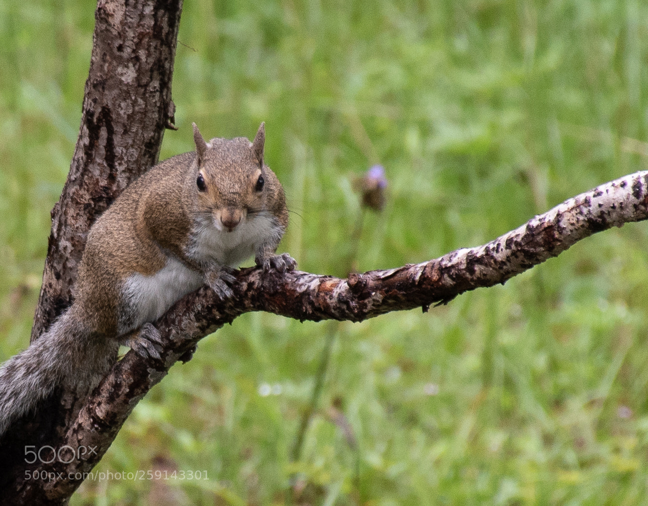 Nikon D5500 sample photo. Squirrel photography