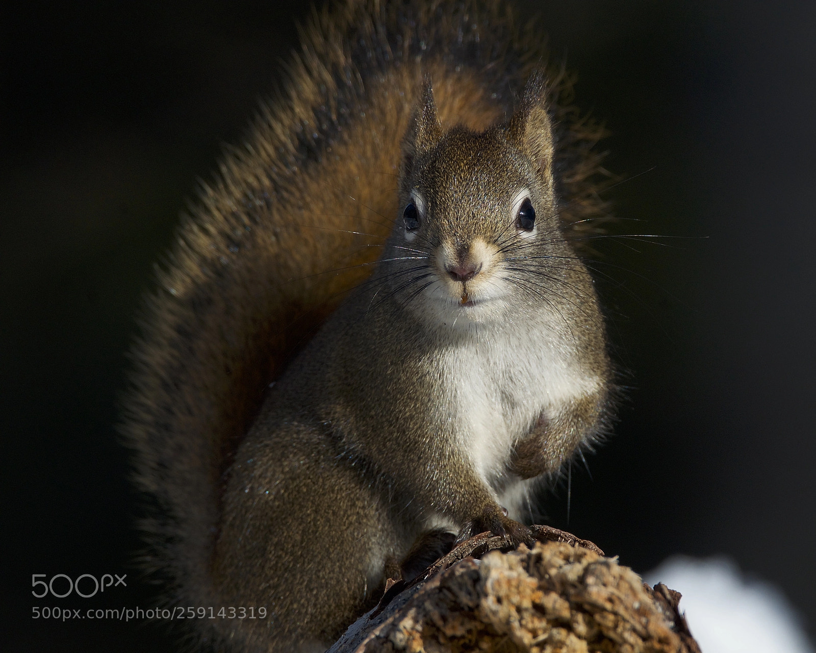 Nikon D7000 sample photo. Red squirrel photography