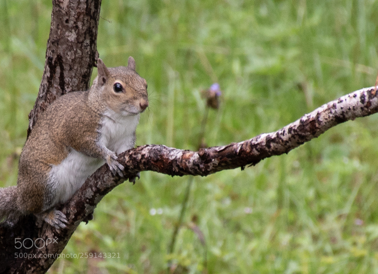Nikon D5500 sample photo. Squirrel photography