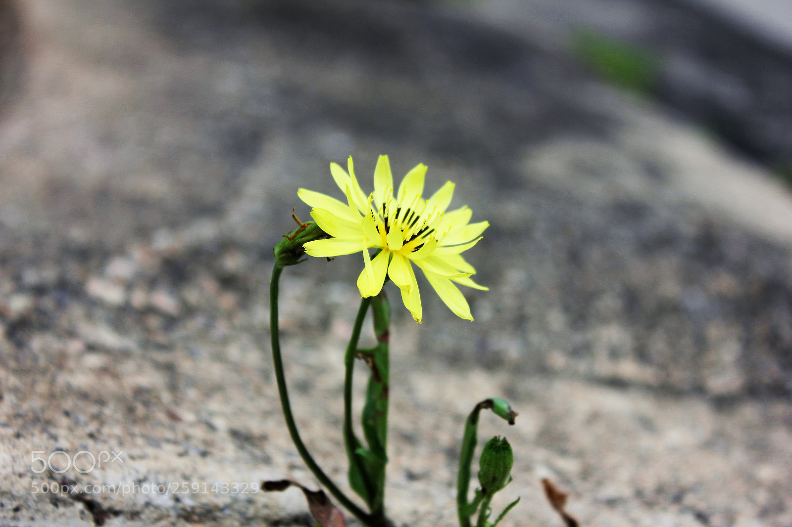Canon EOS 550D (EOS Rebel T2i / EOS Kiss X4) sample photo. Flowers photography