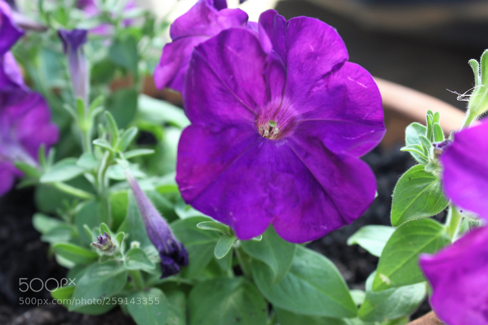 Canon EOS 550D (EOS Rebel T2i / EOS Kiss X4) sample photo. Flowers photography