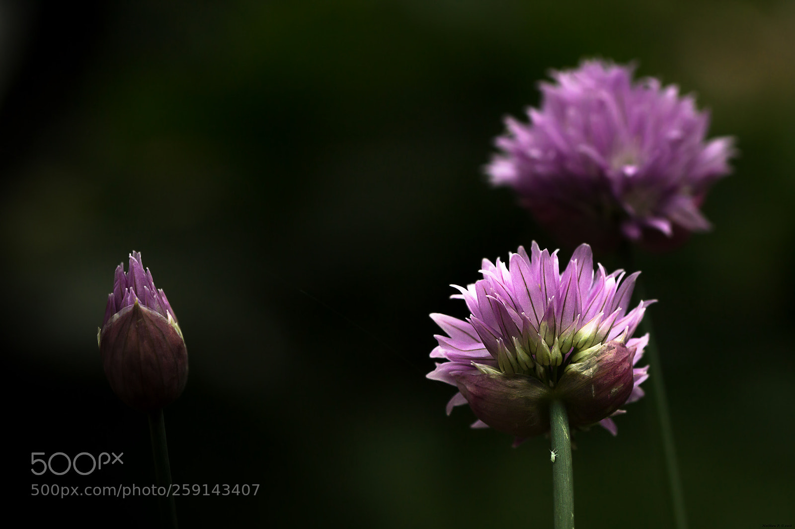 Canon EOS 600D (Rebel EOS T3i / EOS Kiss X5) sample photo. Allium schoenoprasum photography
