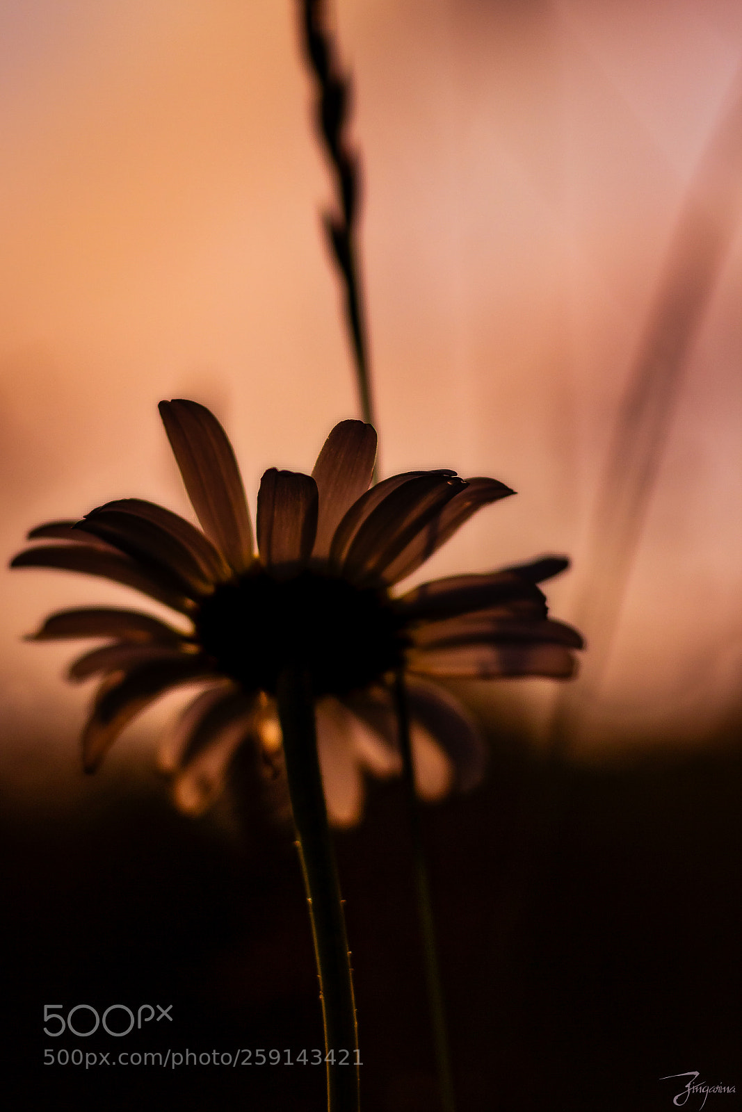 Canon EOS 600D (Rebel EOS T3i / EOS Kiss X5) sample photo. Un peu, beaucoup, passionn photography