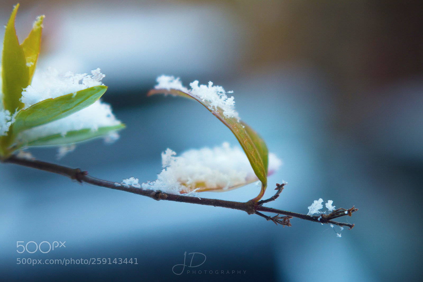 Canon EOS 70D sample photo. First snow - portsmouth photography