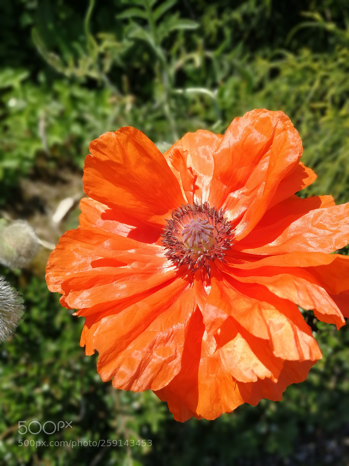 HUAWEI P10 sample photo. Untitled photography