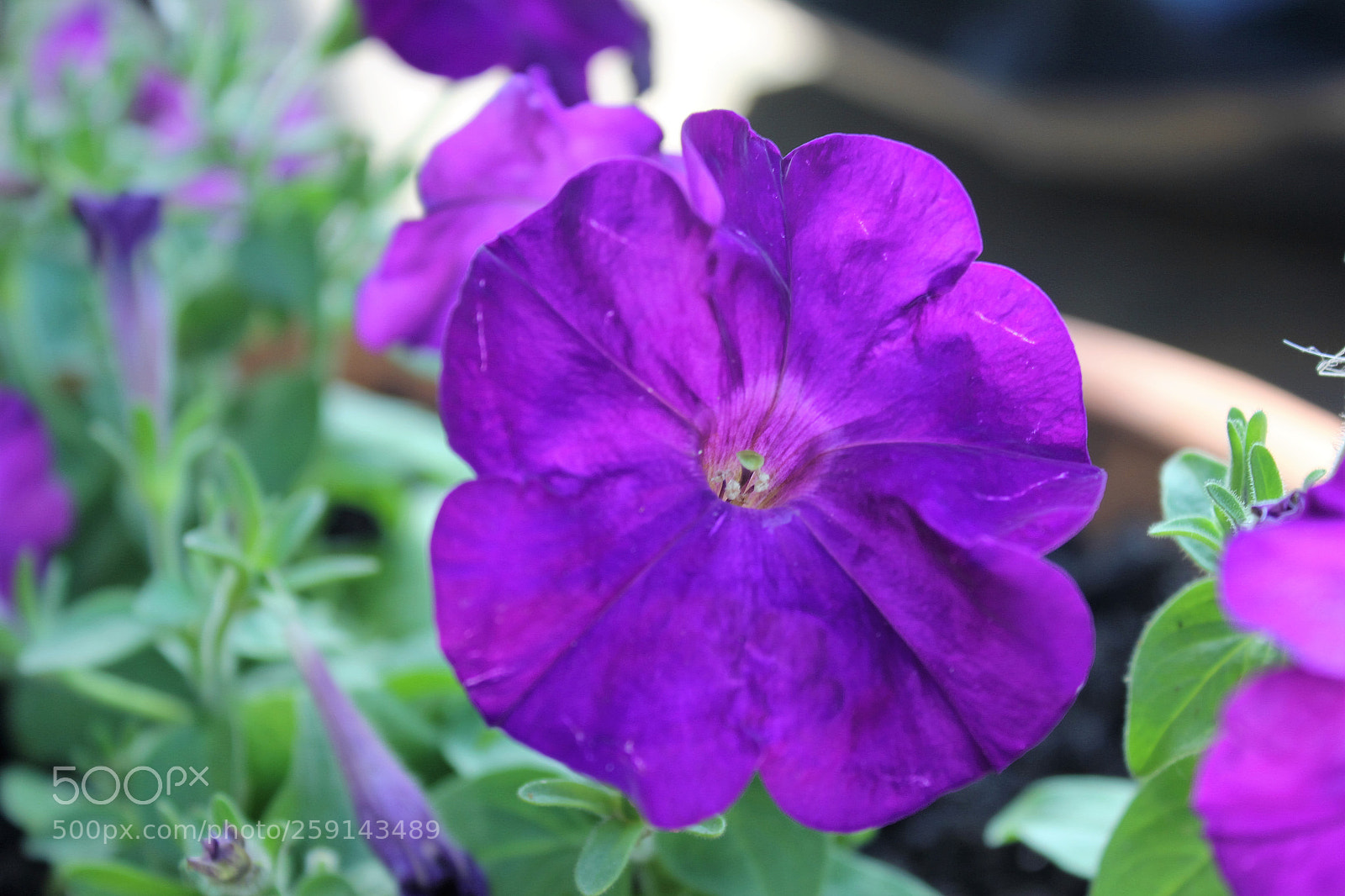 Canon EOS 550D (EOS Rebel T2i / EOS Kiss X4) sample photo. Img photography