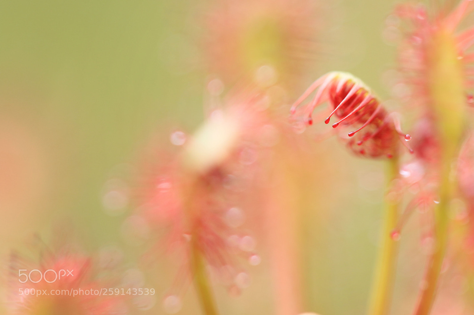 Canon EOS 7D Mark II sample photo. Drosera photography