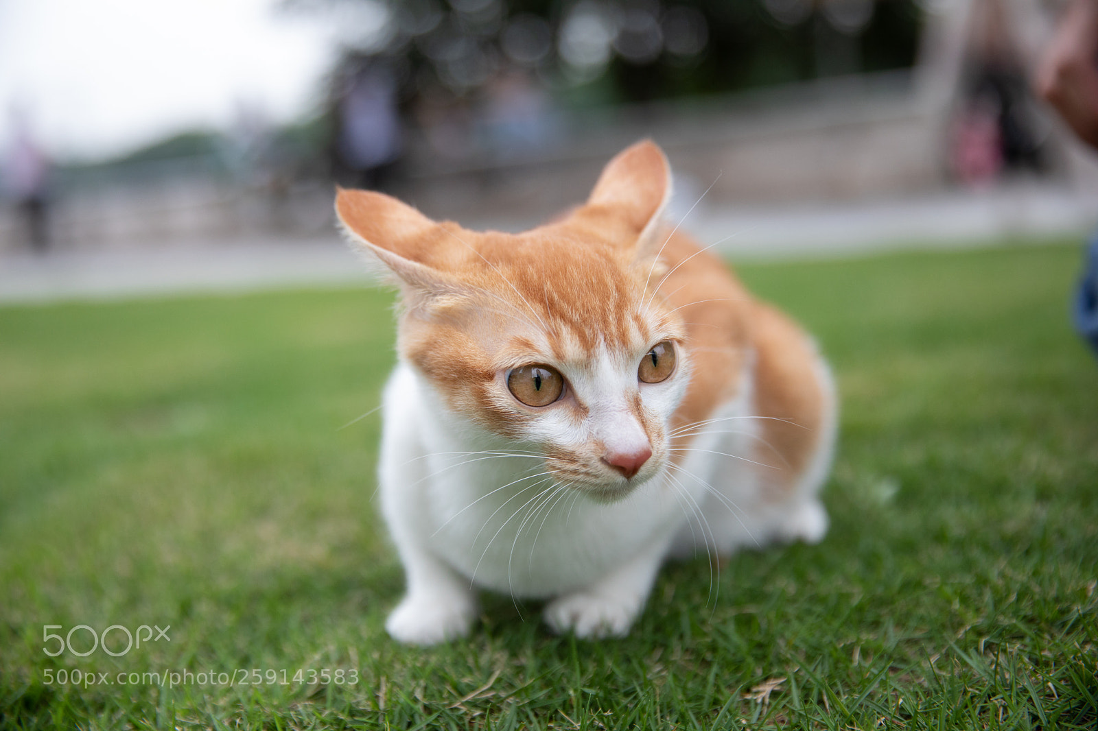 Canon EOS 5D Mark IV sample photo. 阿达 photography