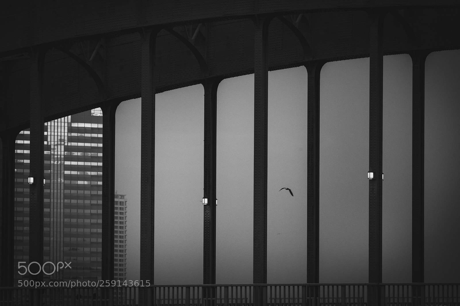 Nikon D850 sample photo. A solitary bird photography