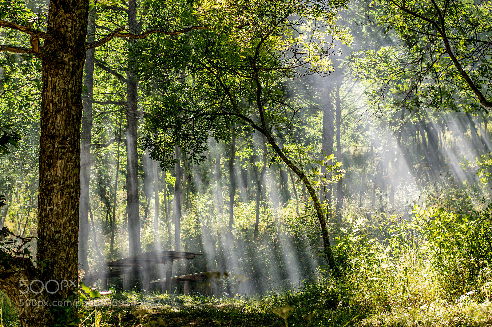 Nikon D5300 sample photo. The light photography