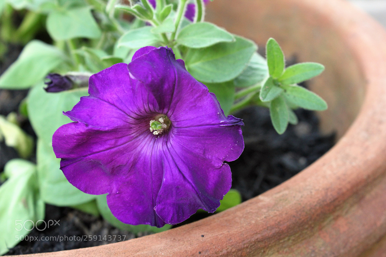 Canon EOS 550D (EOS Rebel T2i / EOS Kiss X4) sample photo. Img photography