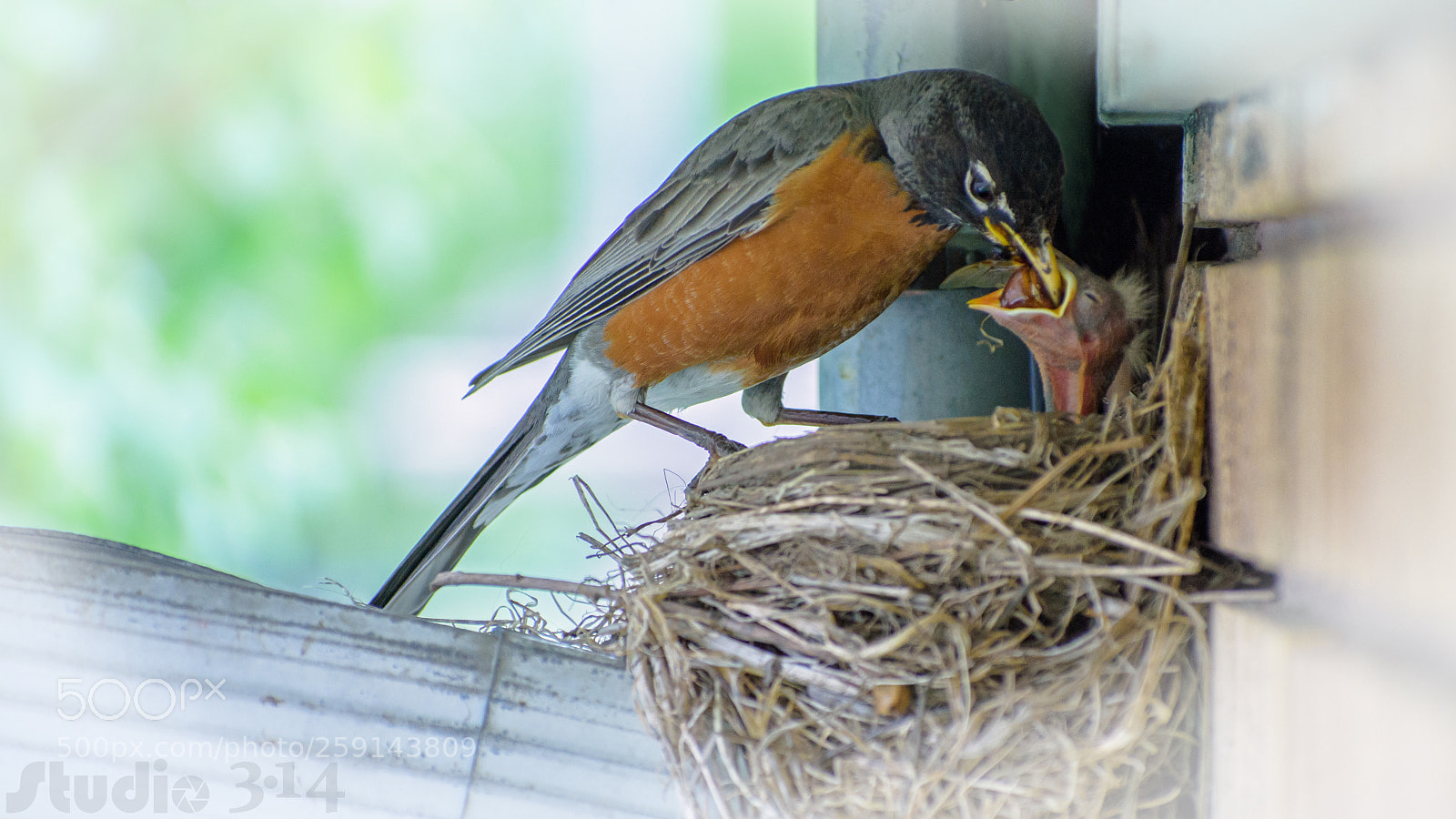 Nikon D7200 sample photo. American robin - merle photography